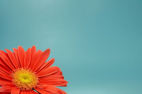 Gedeeltelijke weergave van een Gerbera