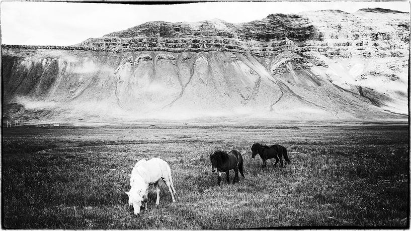 Hestar landslag par Islandpferde  | IJslandse paarden | Icelandic horses