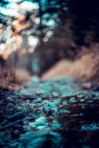 La beauté de la nature par Jonas Lechner