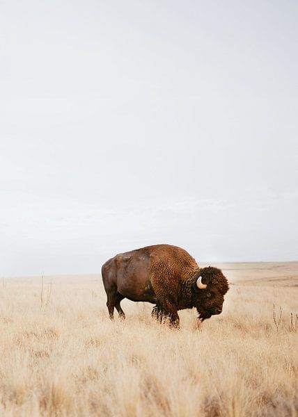 Rustic Bison by Gal Design