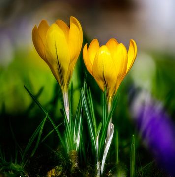 Gele krokusbloemen in de tuin