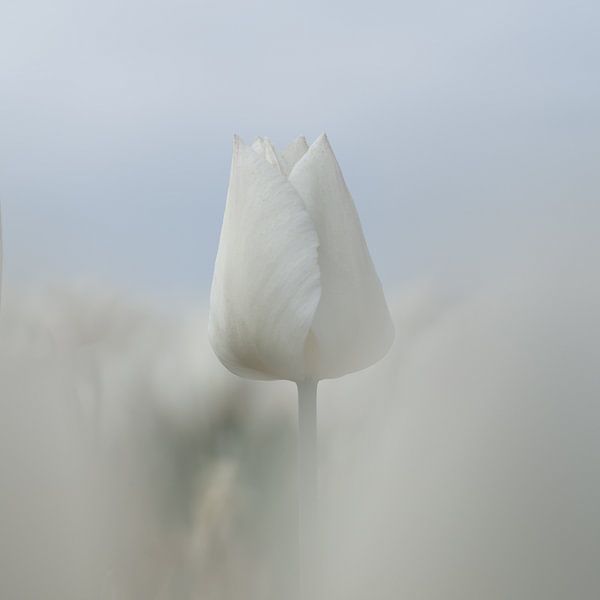 White Tulip by Gerrit Anema