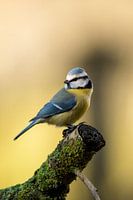 Blue tit in the backyard