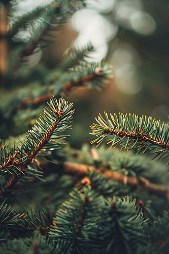 Close-up van Groene Dennennaalden met Bokeh