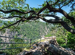 Natuurlandschap in het middelgebergte Harz in Duitsland van Animaflora PicsStock