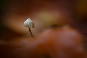 herfst van Pim Leijen