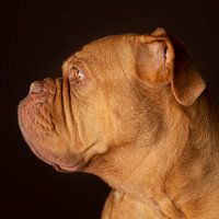 Bordeauxdog Dog Honden