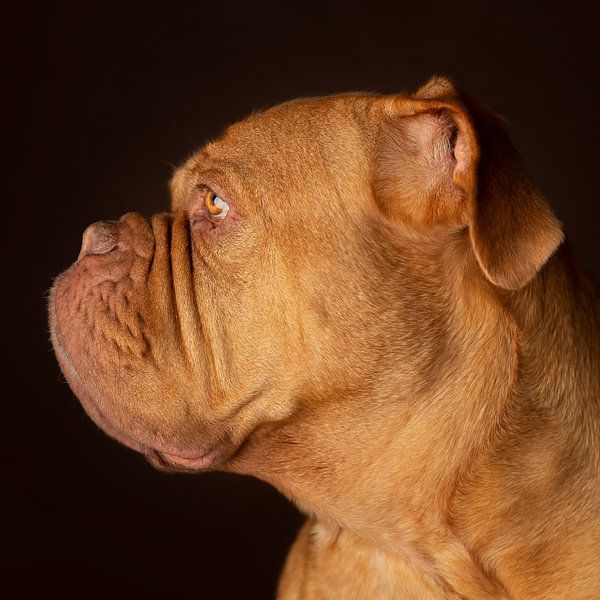 Bordeauxdog Dog Honden van Patrick Reymer