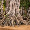 Imposant die plankwortels van Natuurpracht   Kees Doornenbal