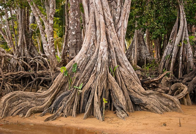 Beeindruckend diese Plankenwurzeln von Natuurpracht   Kees Doornenbal