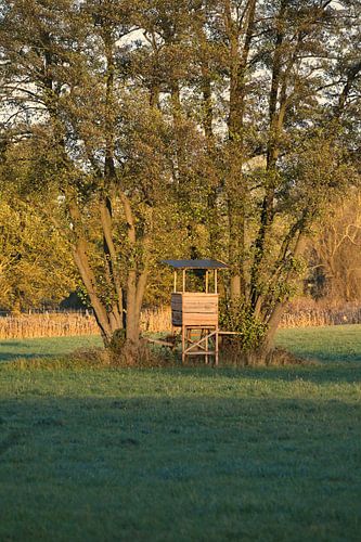 De jachtstoel van de jager voor een boom in een weide in het gouden avondlicht.