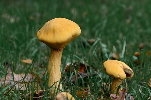 Wanddecoratie van Grote gele paddenstoelen tussen het groene gras