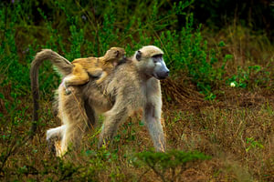 Chacma Baboon Mother Carrying Baby on Her Back