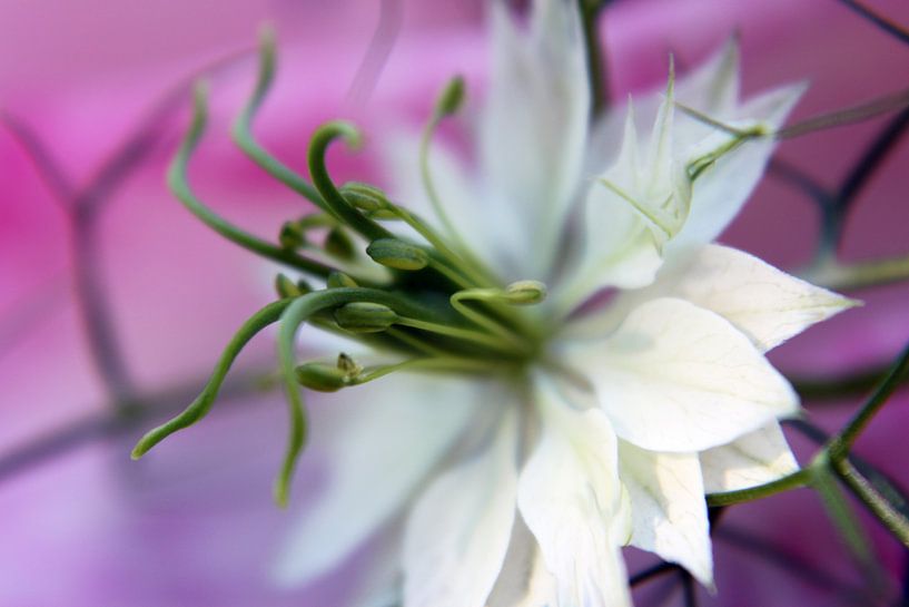 Romantic Dreams by Katarina Niksic