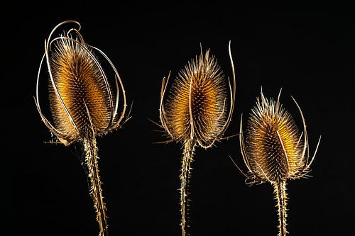 The wild teasel, speaking of sharp by Gerry van Roosmalen