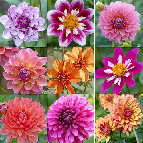 Dahlia magie van christine b-b müller