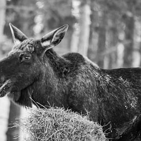 Moose at the dinner table by Jeanine den Engelsman