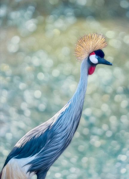 Kroonkraanvogel by Marie-Anne Stas