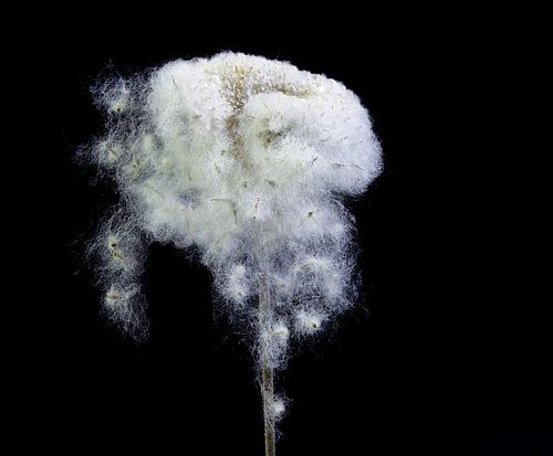 Graine duveteuse d'une anémone d'automne en hiver