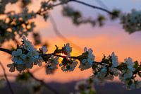 beautiful sunset with warm colors between the flowering fruit trees in Maastricht
