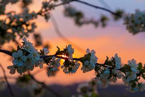 schöner Sonnenuntergang mit warmen Farben zwischen den blühenden Obstbäumen in Maastricht von Kim Willems