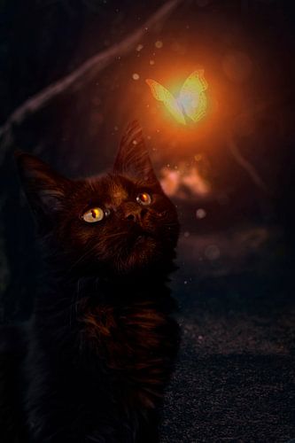 Un chat noir regarde un papillon lumineux