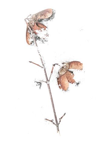 Ahornfrüchte im Schnee