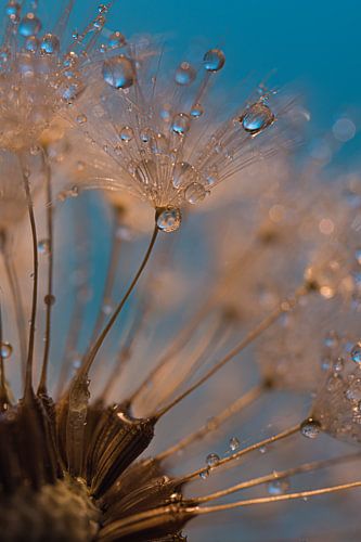 Een pluisje tussen de andere pluisjes met druppels in het gouden licht