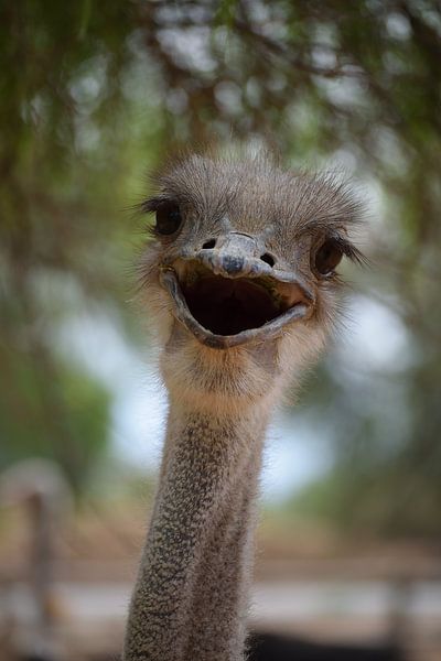 Zuid Afrikaanse struisvogel in Oudtshoorn, Zuid Afrika van Lars Bruin
