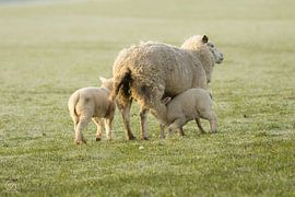 spring by cd_photography