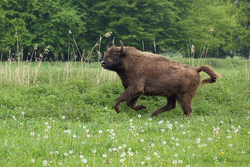 European Bison (Bison bonasus) by Ronald Pol