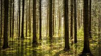 Nadelwald nur ein wenig anders