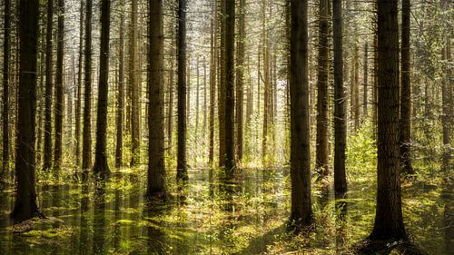 Nadelwald nur ein wenig anders