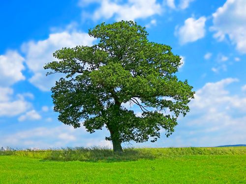 Boom (Tree, Baum, Arbre)