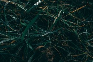 Gouttes de pluie sur l'herbe sur Coert van Opstal