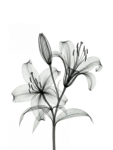 Blumen-Röntgenbild