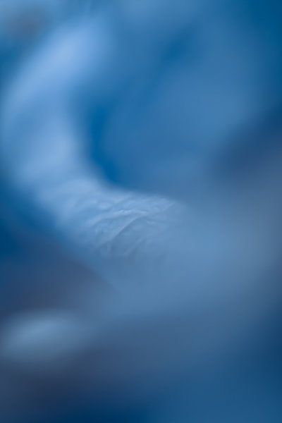 fleurs Art par Roy IJpelaar