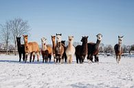 Herd of alpacas by Yvette Smink thumbnail