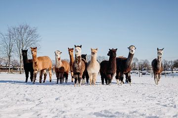 Kudde alpaca's van Yvette Smink