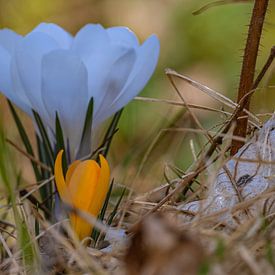 Bloem : Krokus trio van Photoart-Naegele