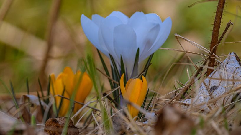Floral : Krokus-Trio von Photoart-Naegele