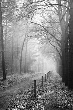 Waldallee mit Nebel | Schwarz und Weiß | Mastbos Breda Niederlande von Merlijn Arina Photography