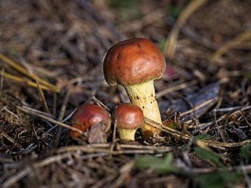 Steinpilze von Rob Boon