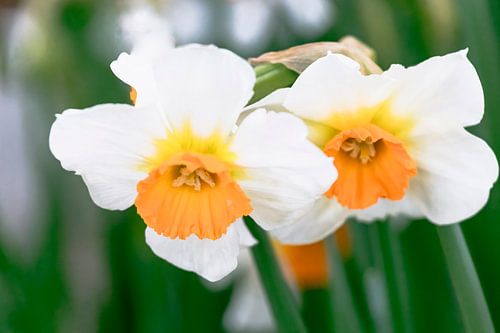 Large-crowned daffodil Professor Einstein