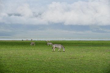 Zebras van Robert Styppa