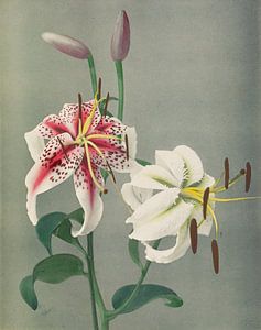 Lily, Ogawa Kazumasa