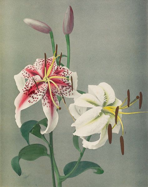 Lily, Ogawa Kazumasa by Masterful Masters