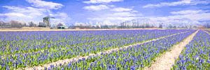 paysage avec des jacinthes fleuries