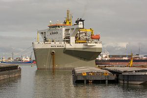 Im Waalhaven liegen Schiffe vor Anker.