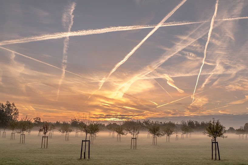 Jonge fruitbomen by Moetwil en van Dijk - Fotografie